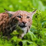 copil in stare grava dupa ce a fost muscat de un ras in curte minorul are rani in zona fetei si a capului 68bb27de7ece1