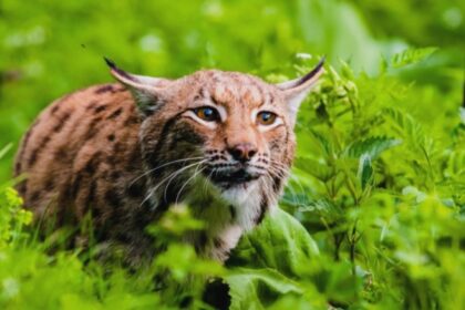 copil in stare grava dupa ce a fost muscat de un ras in curte minorul are rani in zona fetei si a capului 68bb27de7ece1