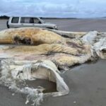 creatura marina uriasa esuata pe o plaja localnicii au ramas socati de descoperire 68bfafd8d8f28 1