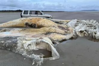 creatura marina uriasa esuata pe o plaja localnicii au ramas socati de descoperire 68bfafd8d8f28 1