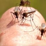 crestere record in romania a infectarilor cu virusul west nile autoritatile avertizeaza populatia si recomanda masuri 68c7d1a7e2f27