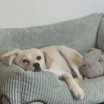 criza din adaposturile din romania 14 zile intre viata si moarte pentru cainii abandonati p 68b538606d2c4