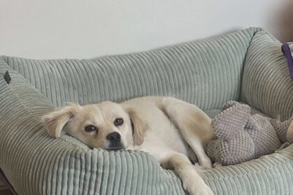 criza din adaposturile din romania 14 zile intre viata si moarte pentru cainii abandonati p 68b538606d2c4