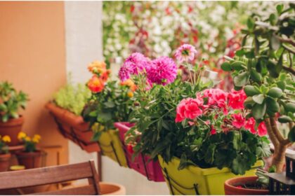 cum protejezi florile din balcon de inghetul timpuriu secretul gradinarilor cu eperienta pentru a le mentine sanatoase pana la primavara 68dc03b56fd73