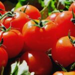 cum sa ai rosii coapte si aromate in luna septembrie trucul secret pe care gradinarii il folosesc la fiecare inceput de toamna 68bb449ab210b