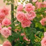 cum sa fertilizezi trandafirii toamna pentru a inflori abundent in primavara ce urmeaza sfaturi practice pentru toti iubitorii de flori 68bfcb15f214b