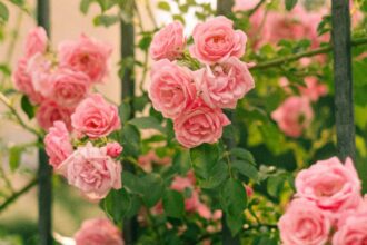 cum sa fertilizezi trandafirii toamna pentru a inflori abundent in primavara ce urmeaza sfaturi practice pentru toti iubitorii de flori 68bfcb15f214b