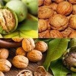 cum sa usuci nucile proaspat culese ca sa nu mucegaiasca metodele traditionale pe care bunicii le foloseau 68dad1dca777e