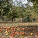 cum trebuie sa faci fertilizarea de toamna a pomilor fructiferi ce spun specialistii 68c1108d9d43c