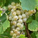 cum va fi productia si vinul toamna asta forfota mare in podgoriile din iasi viile sunt in plina campanie de recoltare cramele incep sa fiarba de activitate 68ccb6ba8a9f1