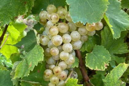 cum va fi productia si vinul toamna asta forfota mare in podgoriile din iasi viile sunt in plina campanie de recoltare cramele incep sa fiarba de activitate 68ccb6ba8a9f1