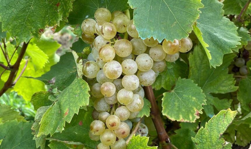 cum va fi productia si vinul toamna asta forfota mare in podgoriile din iasi viile sunt in plina campanie de recoltare cramele incep sa fiarba de activitate 68ccb6ba8a9f1