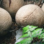 descoperire uimitoare oua de dinozaur vechi de 86 de milioane de ani au fost gasite in china 68c6f5d58ac9b