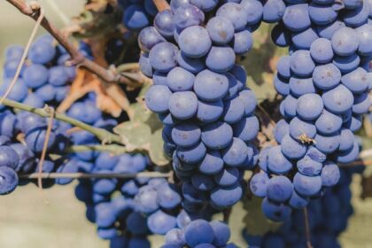 dulceata de struguri negri reteta fara zahar 68b7d6e143576