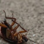 electrocasnicul care atrage gandacii de bucatarie ce trebuie sa faci pentru a evita invazia acestor insecte 68b6a03c559a5