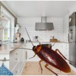 electrocasnicul care iti poate umple casa de gandaci este nelipsit din casele romanilor 68c866cae5b2f