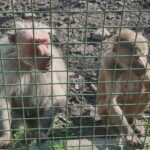 fetita de 4 ani muscata de maimuta la zoo din suceava greseala facuta de parinti 68b53b71390b8