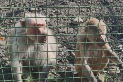 fetita de 4 ani muscata de maimuta la zoo din suceava greseala facuta de parinti 68b53b71390b8