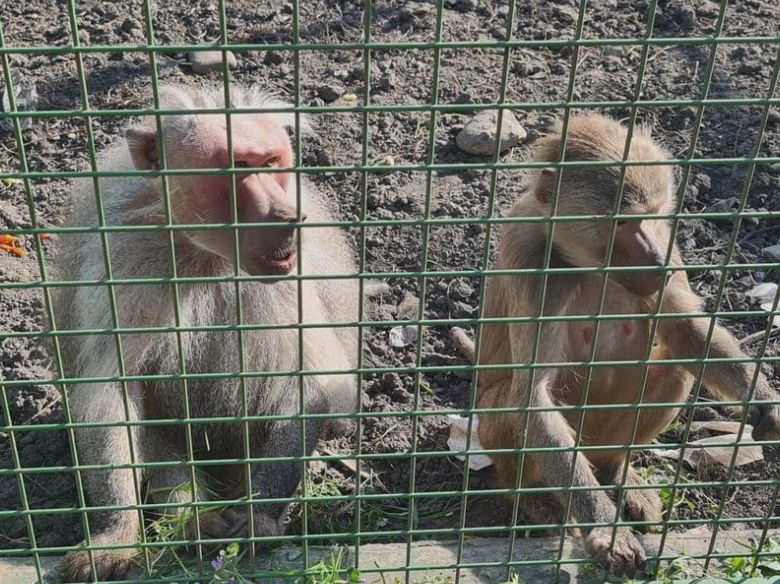 fetita de 4 ani muscata de maimuta la zoo din suceava greseala facuta de parinti 68b53b71390b8