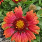 florile de toamna pe care trebuie sa le ai in gradina ta vor inflori pana la inceputul iernii 68c8f0f0411a0