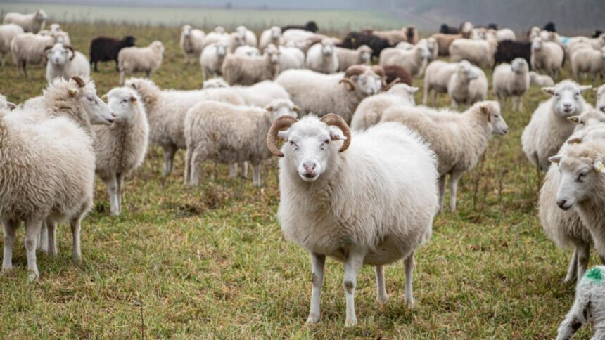 focar de antax la o ferma de capre si oi din vrancea proprietarul animalelor internat in spital 68b9c870410ca