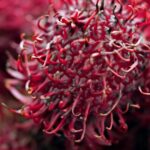 fructul arici de care multi romani nici nu au auzit contine vitamine si nutrienti cat un intreg plafar 68d9a0ff28b32