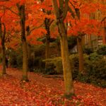 horoscopul lunii octombrie 2025 o toamna plina de evenimente pentru cateva zodii 68ca66b66a13d