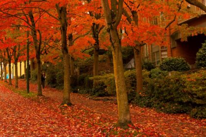 horoscopul lunii octombrie 2025 o toamna plina de evenimente pentru cateva zodii 68ca66b66a13d