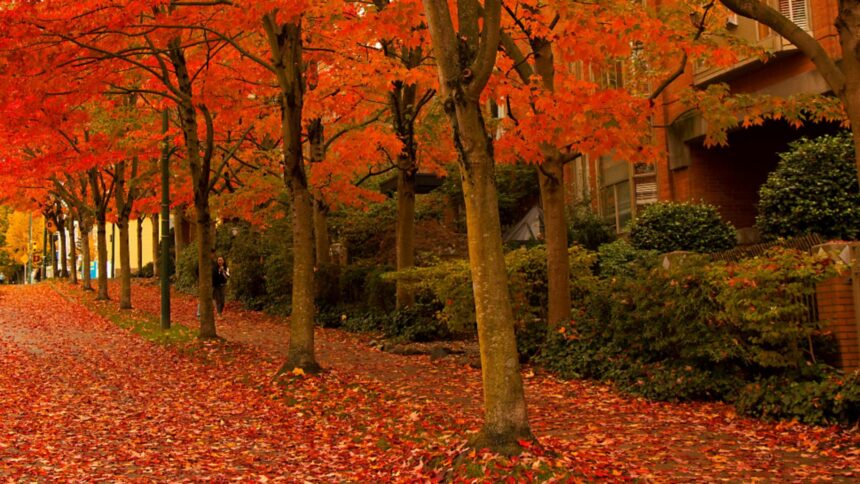 horoscopul lunii octombrie 2025 o toamna plina de evenimente pentru cateva zodii 68ca66b66a13d