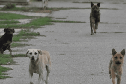 in acest oras locuitorii sunt terorizati de cainii fara stapan ultima victima e un batran muscat de abdomen sunt multi si ataca in grup 68be0f84ecf93