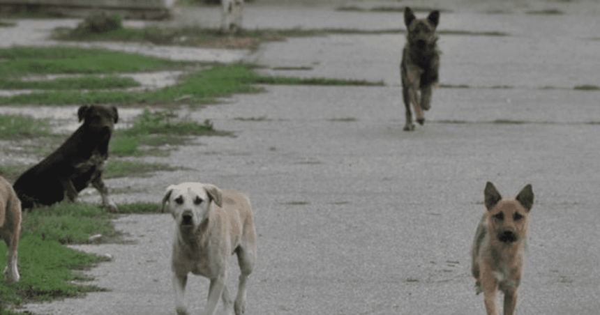 in acest oras locuitorii sunt terorizati de cainii fara stapan ultima victima e un batran muscat de abdomen sunt multi si ataca in grup 68be0f84ecf93