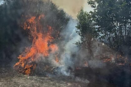 incendiu de vegetatie de proportii in giurgiu opt ore de lupta cu flacarile pentru salvatori 68b950557ed18
