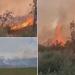 incendiu puternic de vegetatie uscata in buzau peste 15 hectare de teren au fost mistuite de flacari 68b9e19e2ef0b