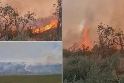 incendiu puternic de vegetatie uscata in buzau peste 15 hectare de teren au fost mistuite de flacari 68b9e19e2ef0b