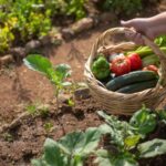 leguma care scade glicemia acum este sezonul ei 68cc1e09b0b91