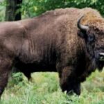 lovitura grea pentru programul de repopulare a zimbrilor in romania 21 de animale au fost gasite moare in muntii tarcu 68d3ca1bd8b6f