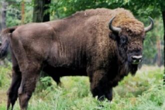 lovitura grea pentru programul de repopulare a zimbrilor in romania 21 de animale au fost gasite moare in muntii tarcu 68d3ca1bd8b6f