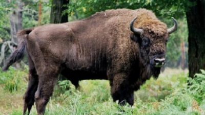 lovitura grea pentru programul de repopulare a zimbrilor in romania 21 de animale au fost gasite moare in muntii tarcu 68d3ca1bd8b6f