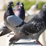 mirosurile care tin porumbeii departe ce ingrediente de bucatarie sunt insuportabile pentru aceste pasari 68c594a70f27c