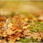 motivul pentru care nu trebuie sa arunci frunzele de toamna la gunoi greseala pe care majoritatea romanilor o fac 68d0fdec1dafc