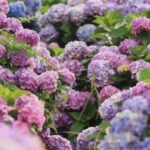 motivul pentru care trebuie sa renunti la hortensiile din gradina gradinarii cu experienta arunca bomba 68b71ee93abd3
