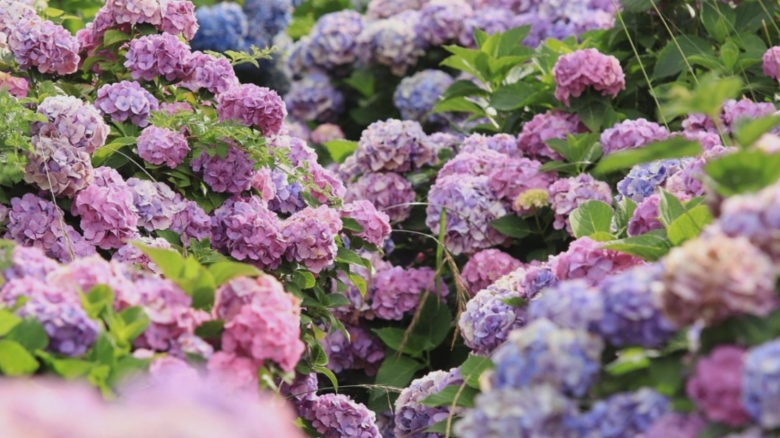 motivul pentru care trebuie sa renunti la hortensiile din gradina gradinarii cu experienta arunca bomba 68b71ee93abd3