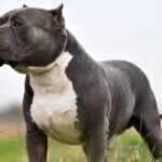 o femeie de 70 de ani a fost atacata si ucisa de cainele familiei in caras severin animalul a fost eutanasiat 68c1fd1bc8c8f