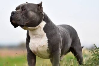 o femeie de 70 de ani a fost atacata si ucisa de cainele familiei in caras severin animalul a fost eutanasiat 68c1fd1bc8c8f