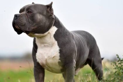 o femeie de 70 de ani a fost atacata si ucisa de cainele familiei in caras severin animalul a fost eutanasiat 68c1fd1bc8c8f