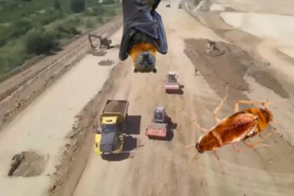 ong urile de mediu proiecte strategice blocate la ordin cum au intarziat gandacul cafeniu si coloniile de lilieci lucrarile de infrastructura 68d3707775d5a