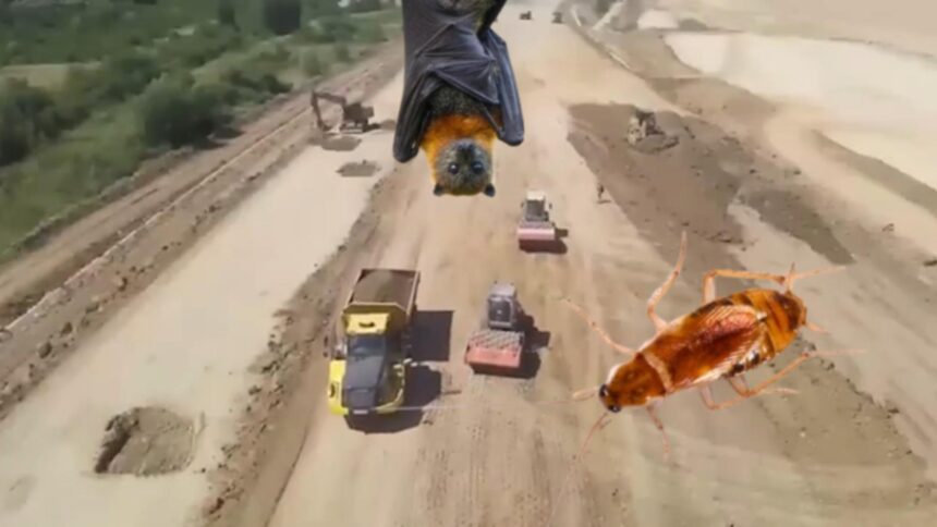 ong urile de mediu proiecte strategice blocate la ordin cum au intarziat gandacul cafeniu si coloniile de lilieci lucrarile de infrastructura 68d3707775d5a