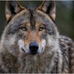 panica pe o plaja din halkidiki o fetita in varsta de 5 ani a fost atacata de un lup 68ca34644ad85