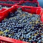 pasionatii care vor sa obtina acasa un vin remarcabil pot cumpara must de la gramma wines p 68c3e93e24167