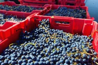 pasionatii care vor sa obtina acasa un vin remarcabil pot cumpara must de la gramma wines p 68c3e93e24167